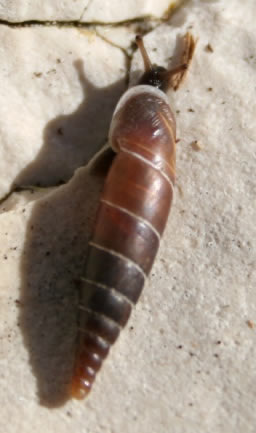Naturpark Telascica 10